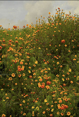 Kaartenmapje Saskia Boelsums - Wildflowers