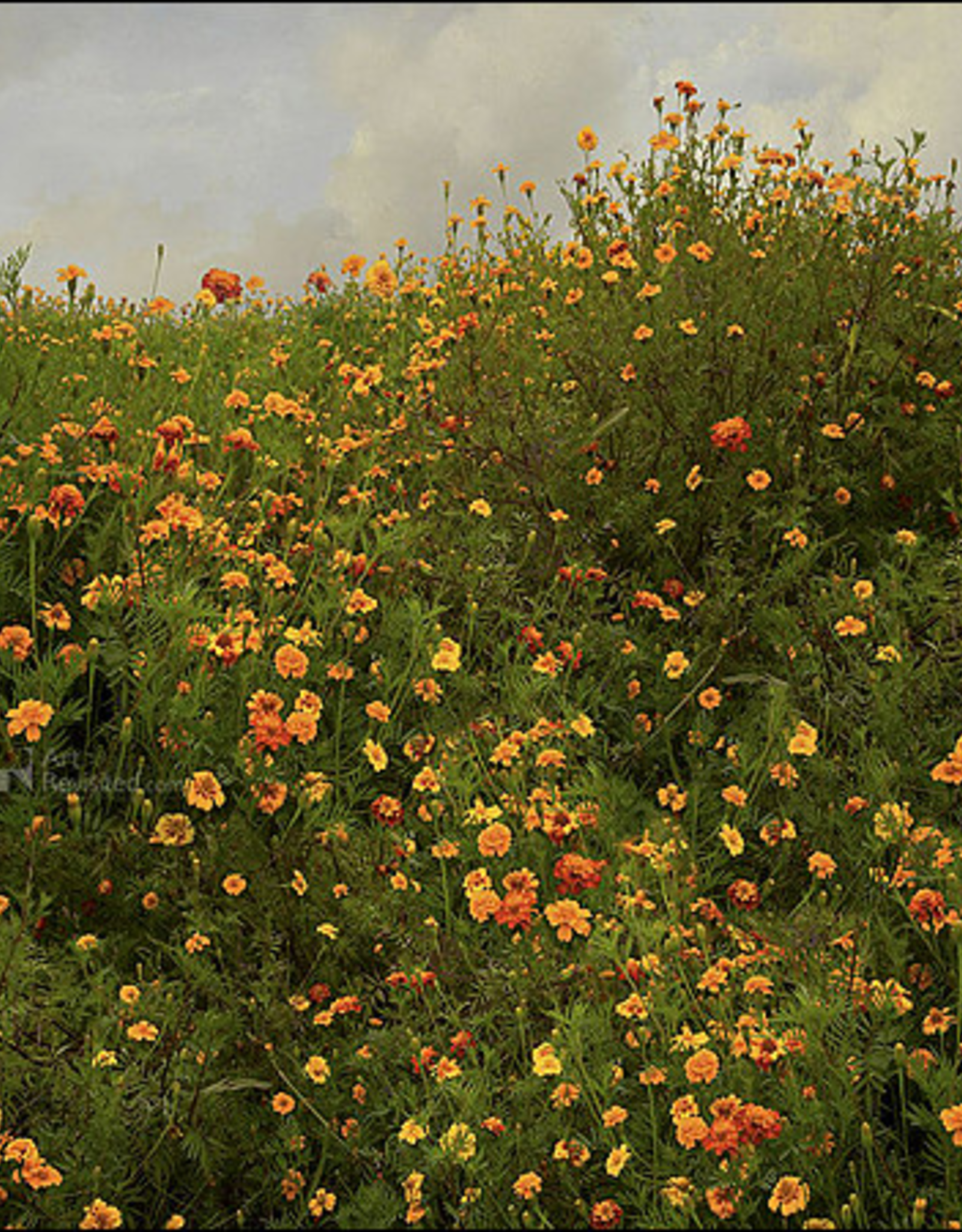 Kaartenmapje Saskia Boelsums - Wildflowers