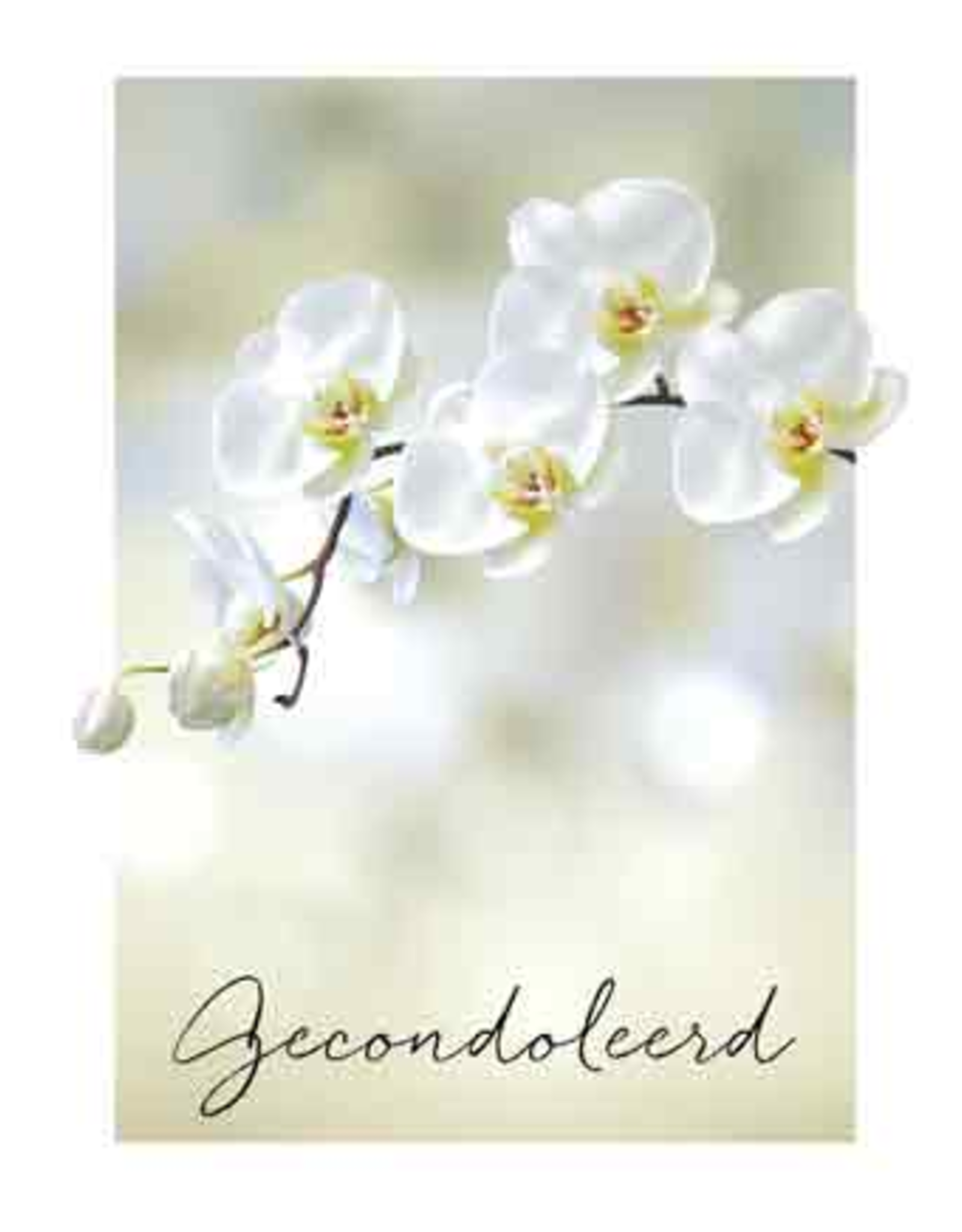 Pakje Condoleancekaarten 6stuks met Enveloppen