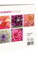 Kaartenmapje met env, vierkant: Dahlias, Modeste Herwig