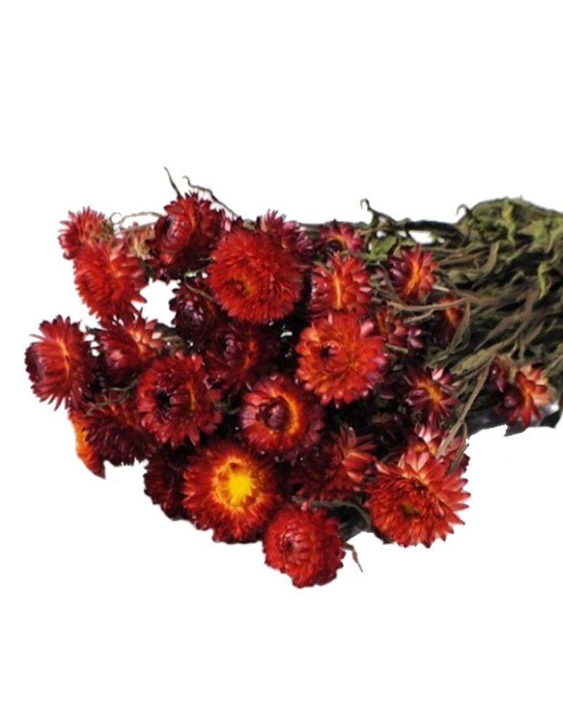 Getrocknete Strohblume - Helichrysum - Rot - Bries aan Zee - Brise am Meer