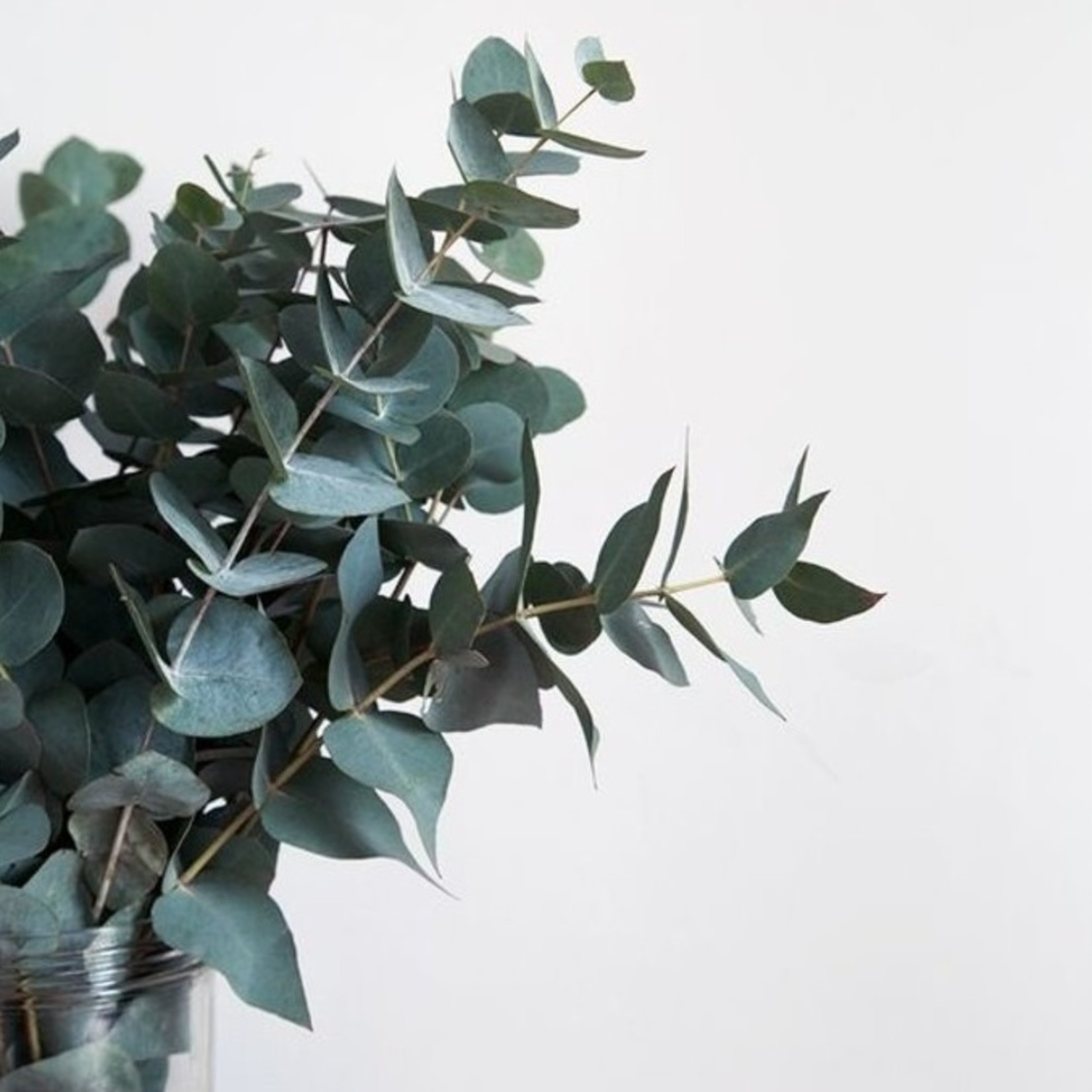 Bunch of Eucalyptus Cinerea 150 grams Bries aan Zee breeze at sea