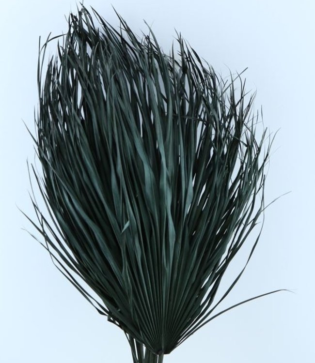 BaZ Gedroogde Chamaerops palmbladeren zwart