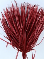 Dried Chamaerops (palm leaf) red
