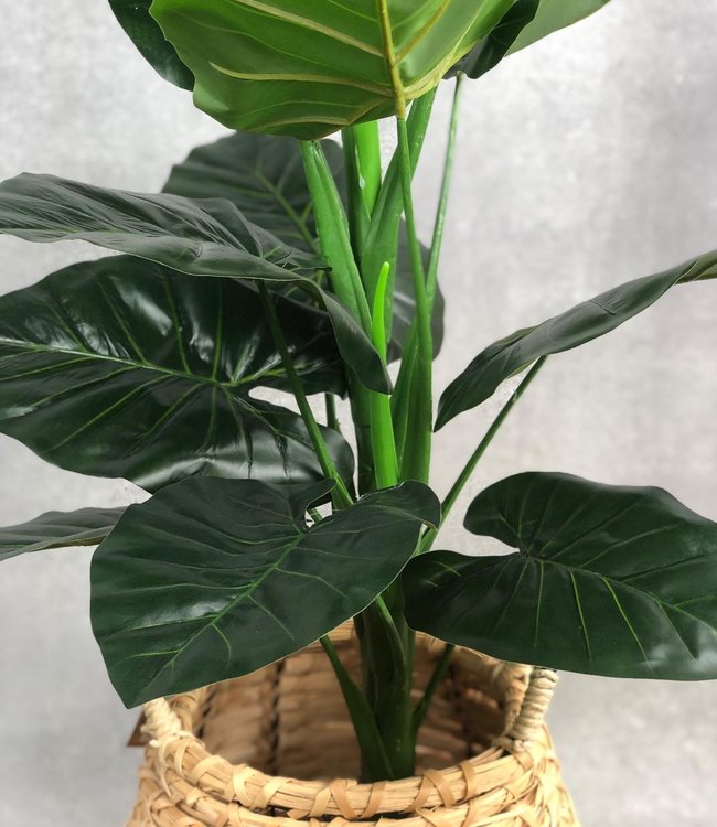 Artificial Taro plant ⇑100 cm Bries aan Zee Dried flowers Dry