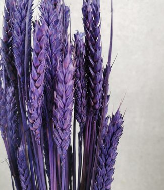Dried wheat purple 60 cm
