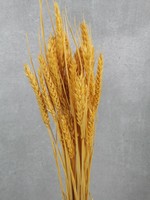 Wheat Sun olira M5