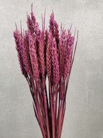 Wheat Purple M34