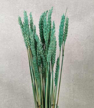 Getrockneter Weizen wassergrün 60 cm
