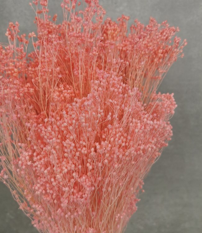 Bries aan Zee Gedroogde en gepreserveerde Broom bloom roze 60 cm per bos
