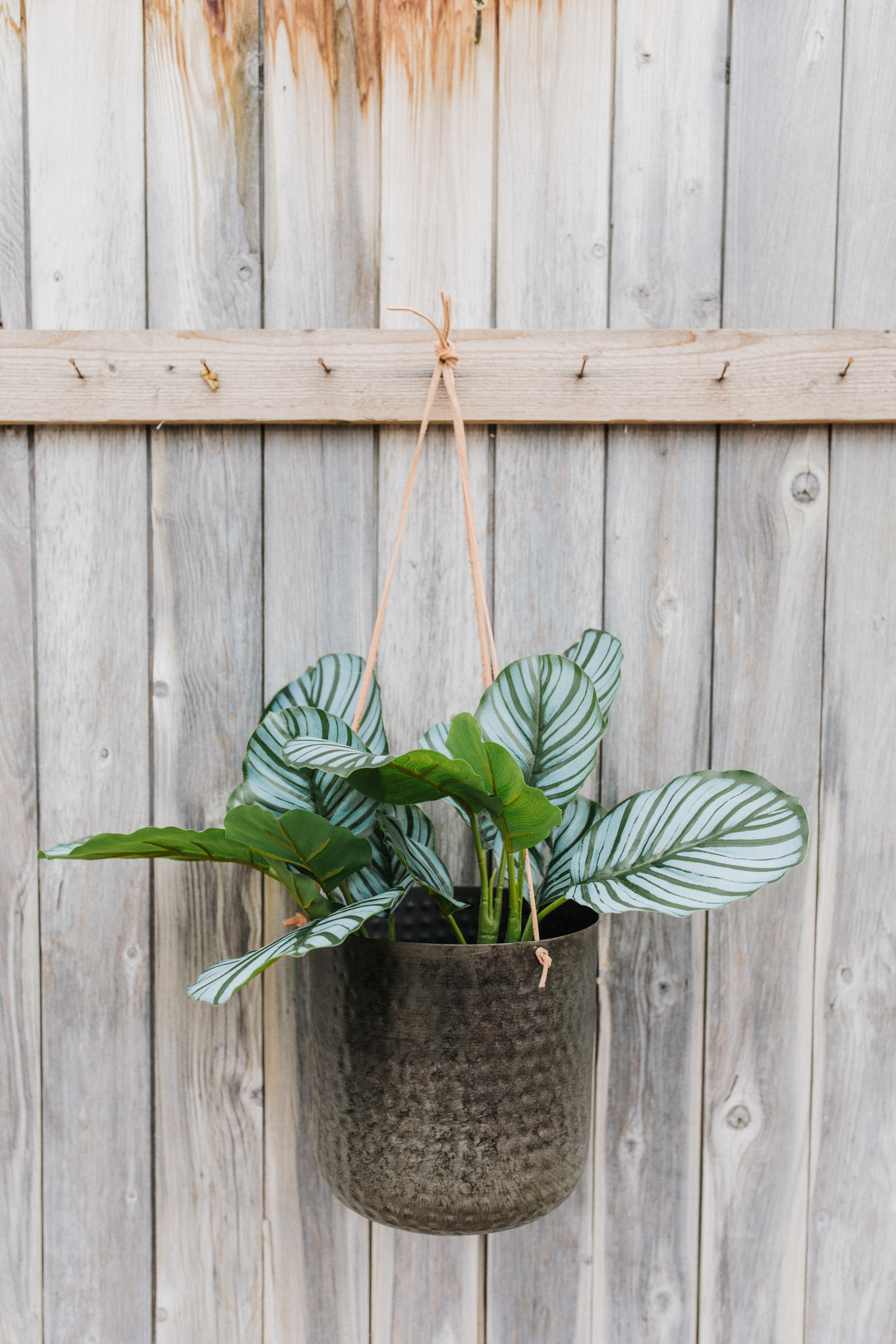 Planta Calathea artificial ⇑30 cm - Bries aan Zee | Flores secas y ramos de  flores