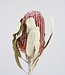Bries aan Zee Gedroogde Protea Banksia Menziesii