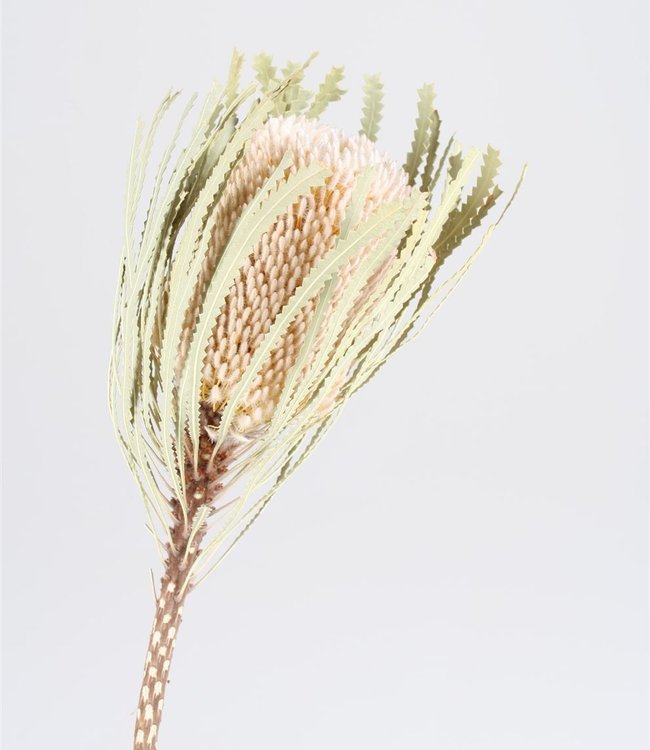 Bries aan Zee Gedroogde Protea Banksia Hookerana per stuk