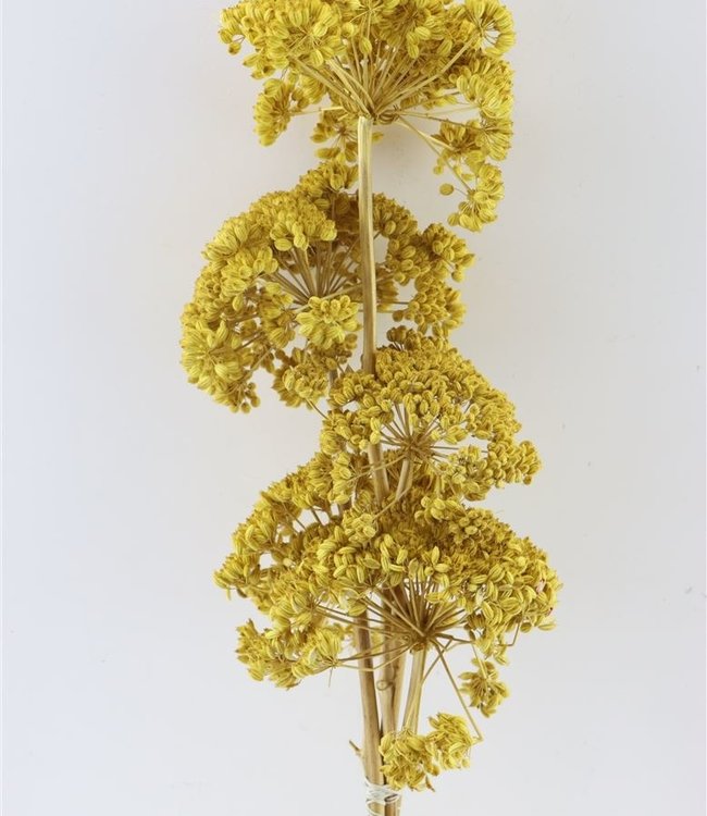 Branches de férules séchées jaunes