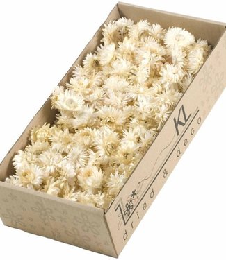 Dried Helichrysum heads white