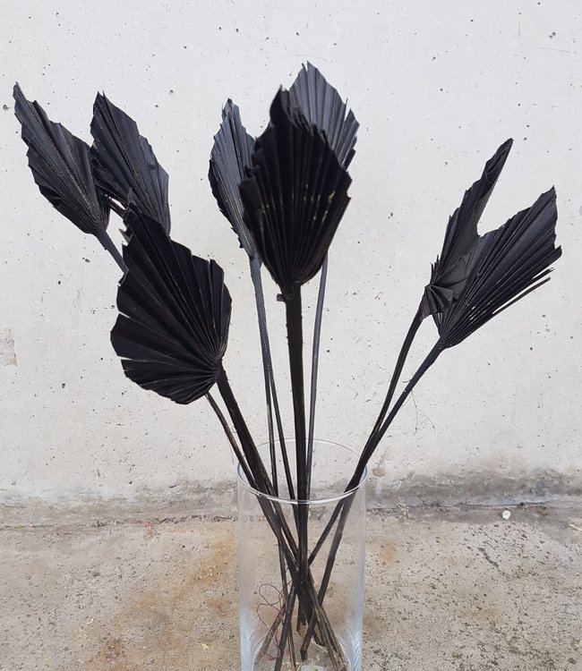 Getrocknete Palmblätter Speerform schwarz