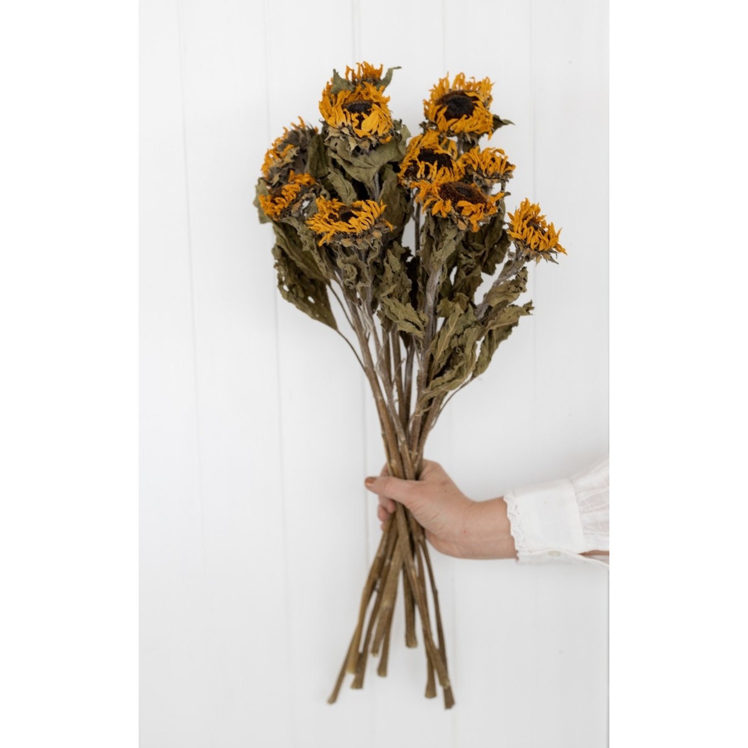 Girasoles secos 60 cm por 10 piezas - Bries aan Zee | Flores secas y ramos  de flores