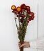 Getrocknete Helichrysum Strohblume Immortelle rot