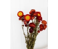 Flores de Paja secas | Helichrysum Bracteatum en diferentes colores - Bries  aan Zee | Flores secas y ramos de flores