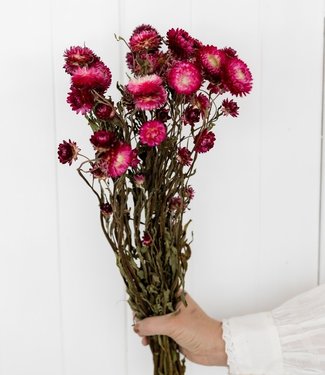 BaZ Getrocknete Strohblumen Helichrysum dunkelrosa