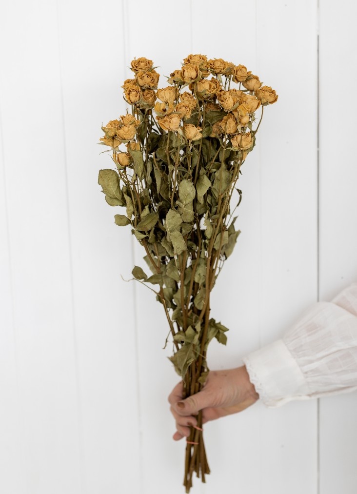 Roses blanches séchées 55 cm par bouquet - Bries aan Zee | Fleurs séchées  et bouquets