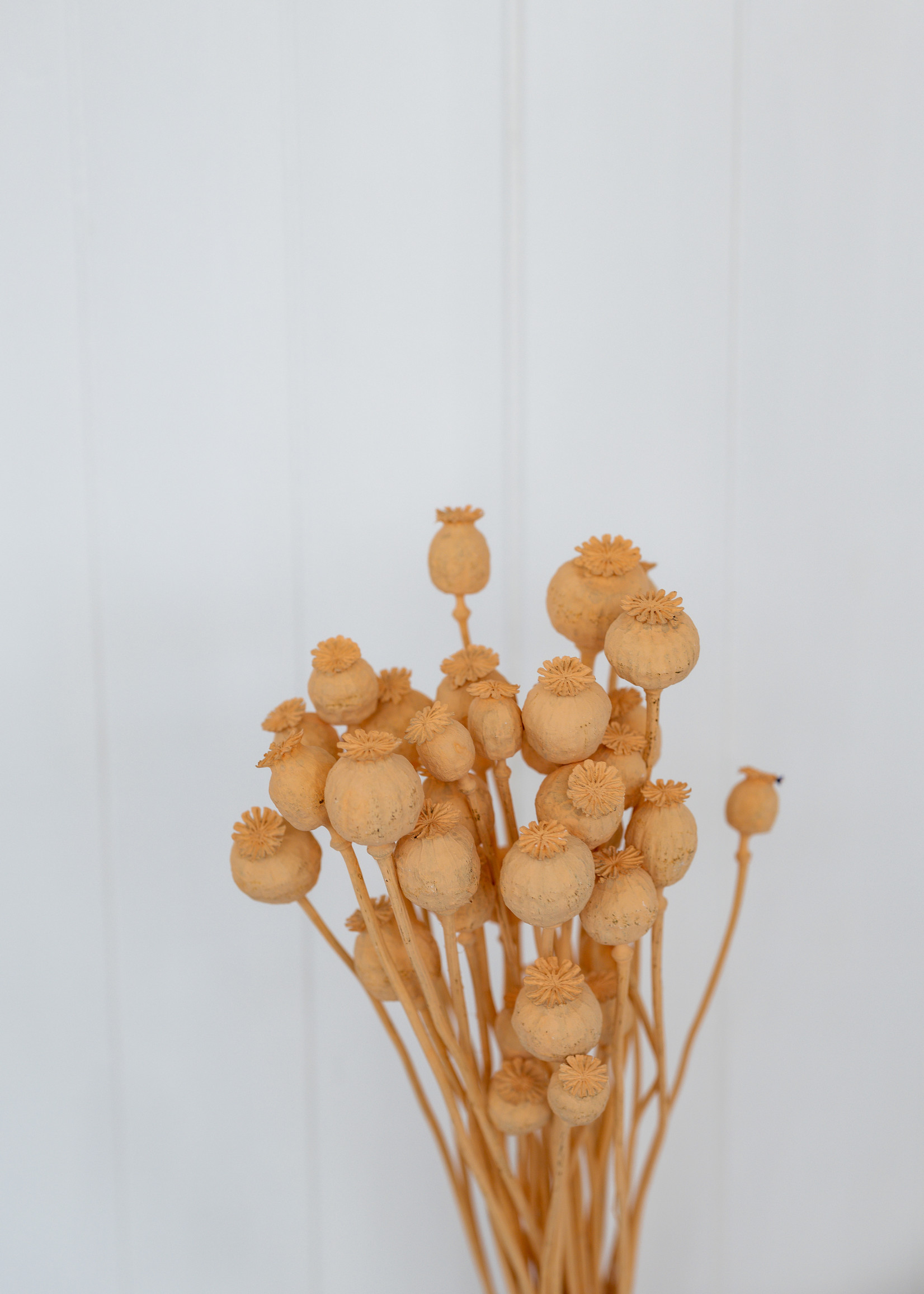 Dried poppy salmon colored 65 cm per bunch Bries aan Zee Breeze at