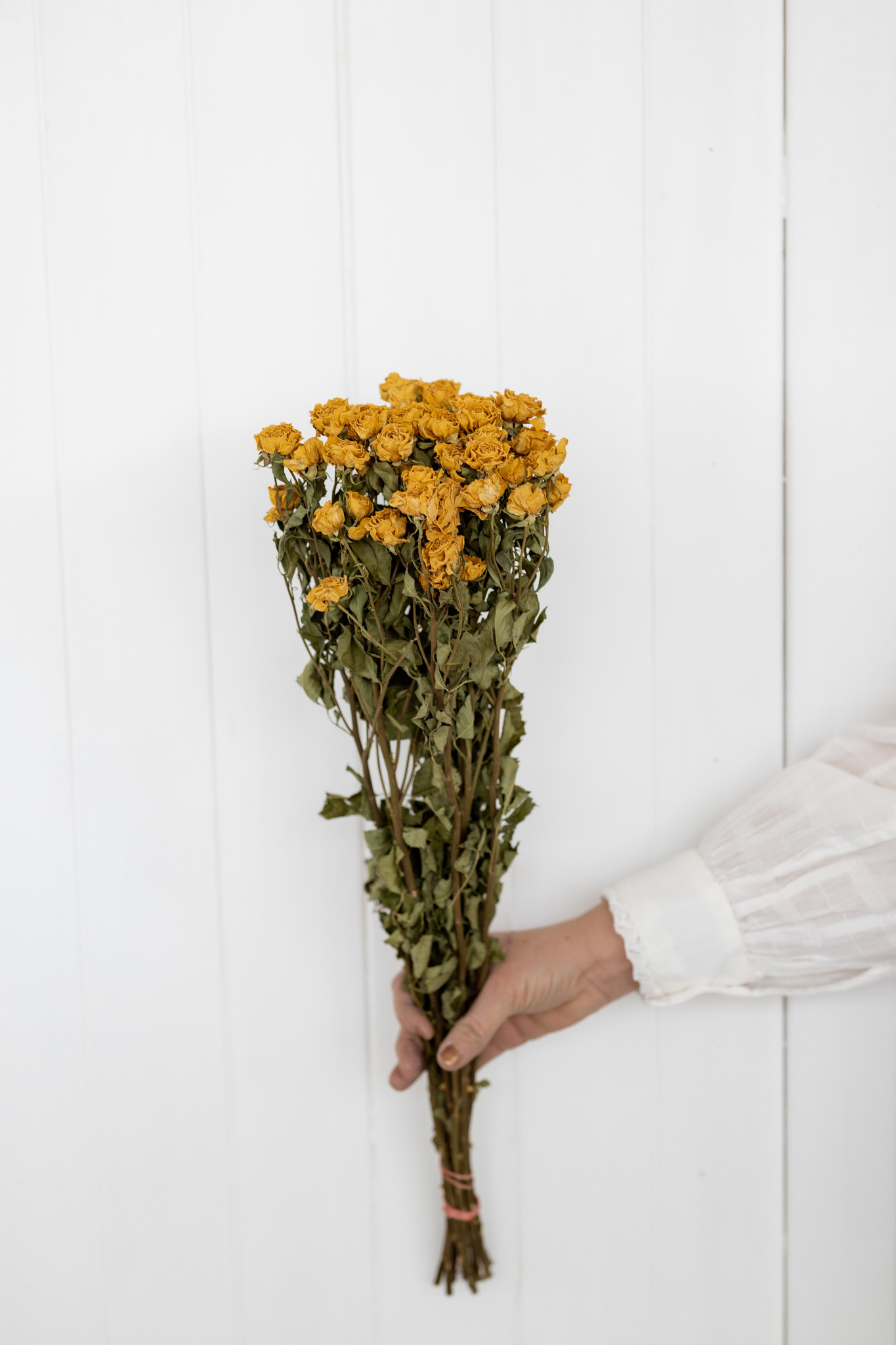 Rosas amarillas secas 50 cm por ramo - Bries aan Zee | Flores secas y ramos  de flores