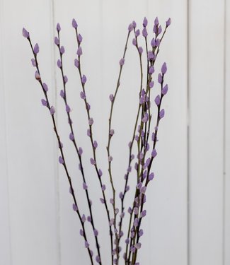 Willow Catkins Salix purple