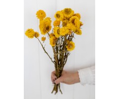 Secado Helichrysum siempreviva blanco - Bries aan Zee | Flores secas y  ramos de flores