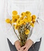 BaZ Fleur de paille Helichrysum séchée jaune