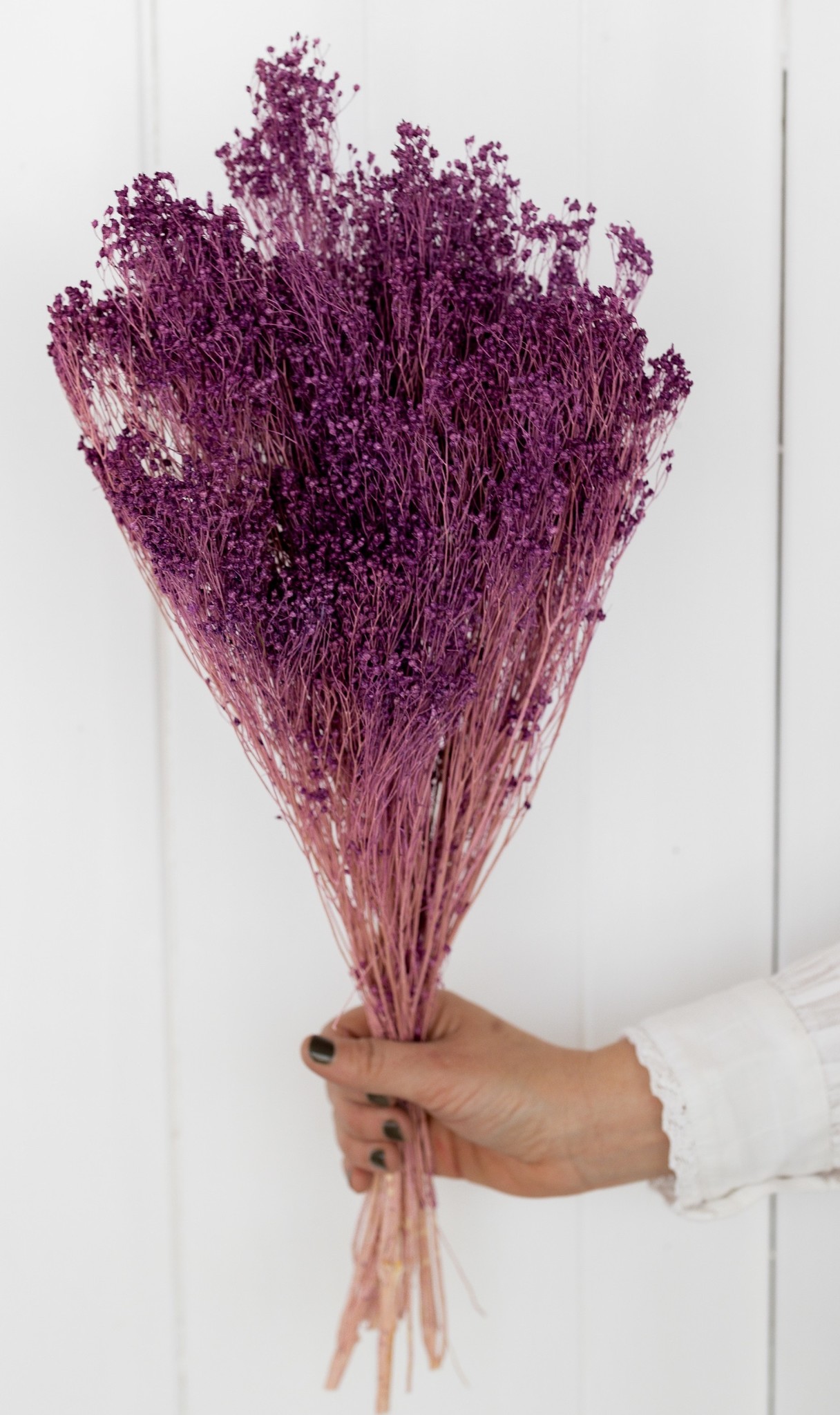 Broom bloom milka dried flowers Length ± 60 cm Available per bunch