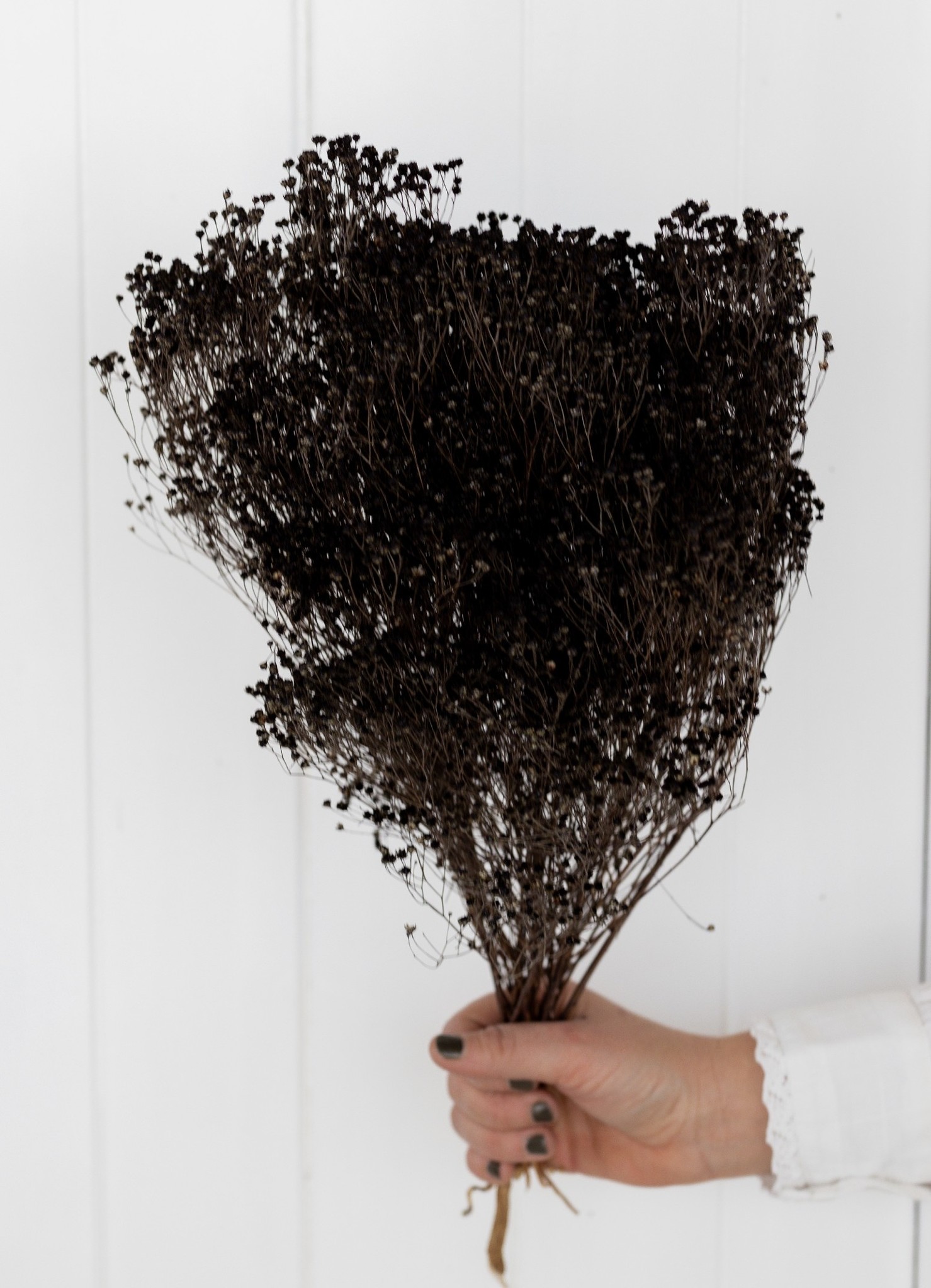 Broom bloom black dried flowers Length ± 60 cm Available per bunch