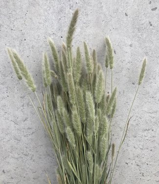 Dried Polypogon (Beard Grass) natural 60 cm
