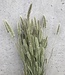 Getrocknetes Polypogon (Bartgras) natürlich 60 zm