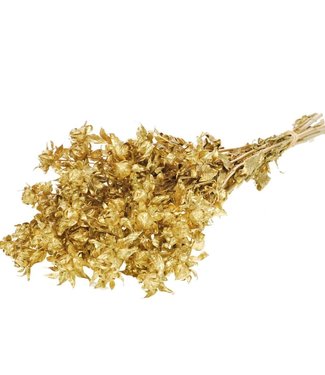 Dried Bidens (Carthamus) gold