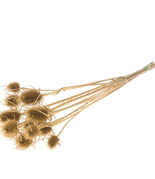 Chardon Gold Trockenblumen | Länge ± 55 cm | Erhältlich pro Bund