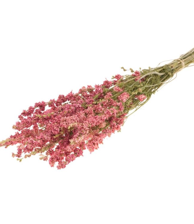 Delphinium natuurlijk roze droogbloemen | Lengte ± 70 cm | Per bos verkrijgbaar