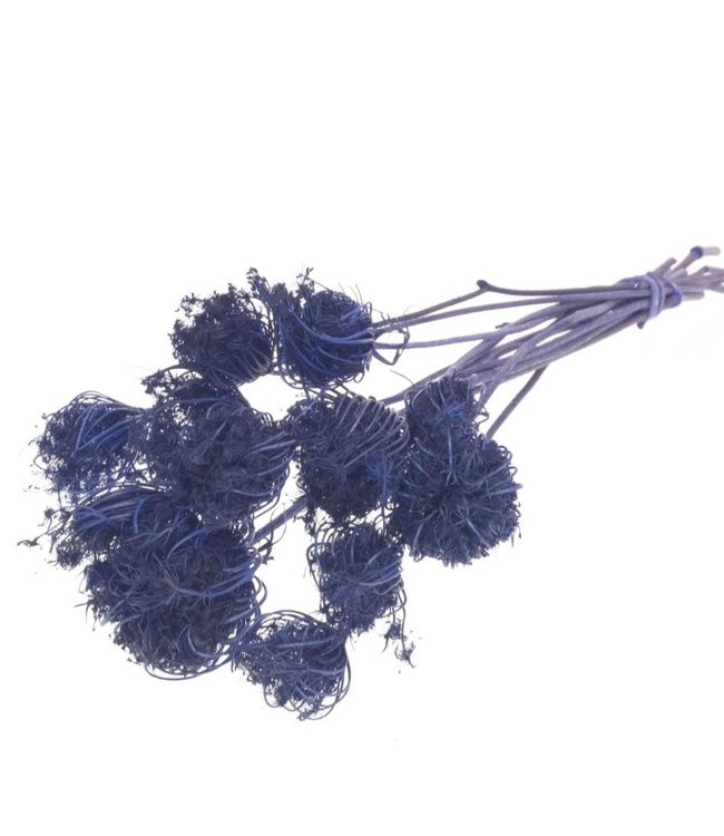 Ammi Majus donker blauw droogbloemen | Lengte ± 70 cm | Per 10 stuks verpakt