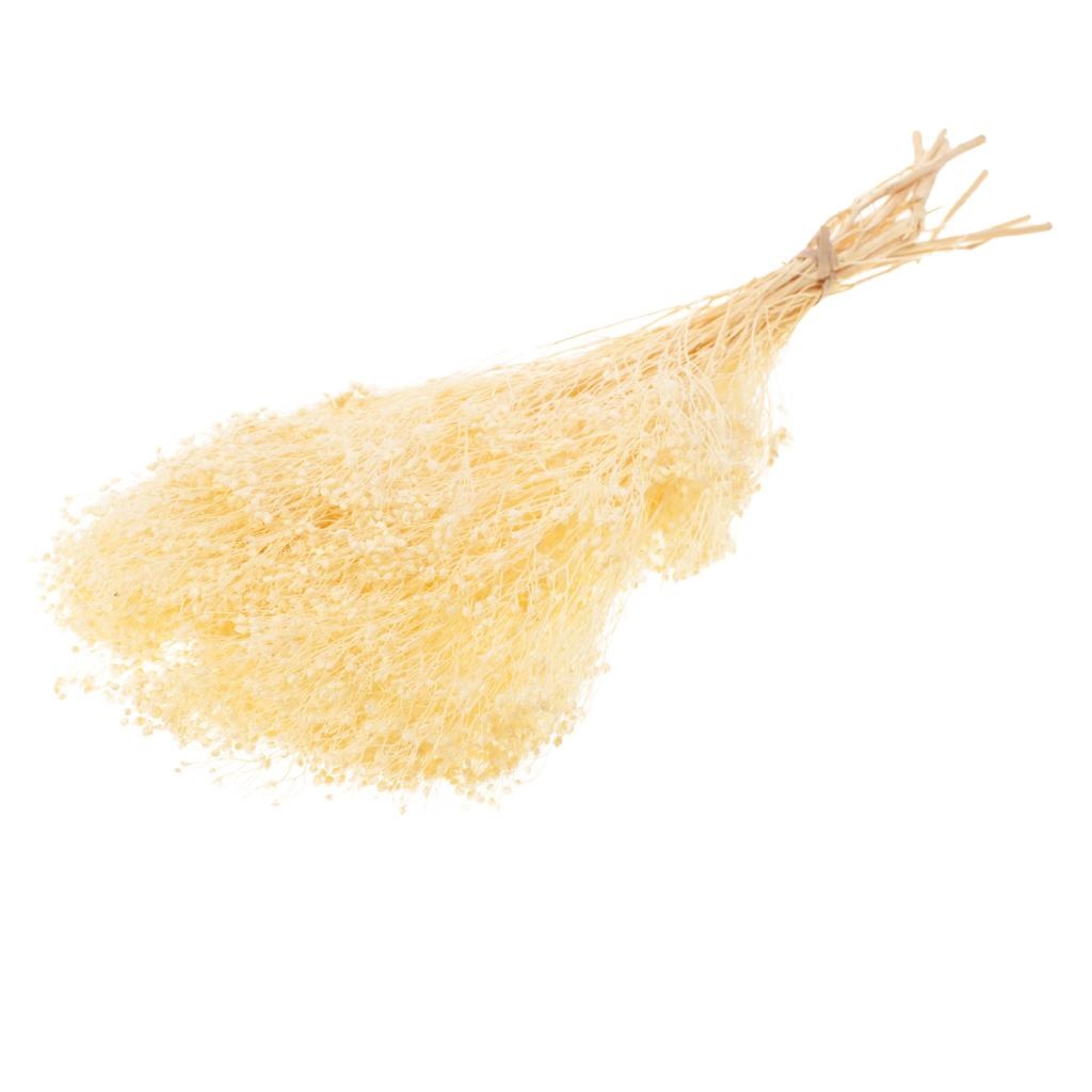 Broom Bloom Bunch Flores secas blancas blanqueadas preservadas