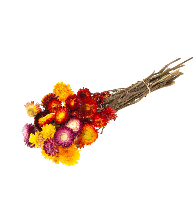 Helichrysum natürliche Mischung Trockenblumen | Länge ± 50 cm | Erhältlich pro Bund