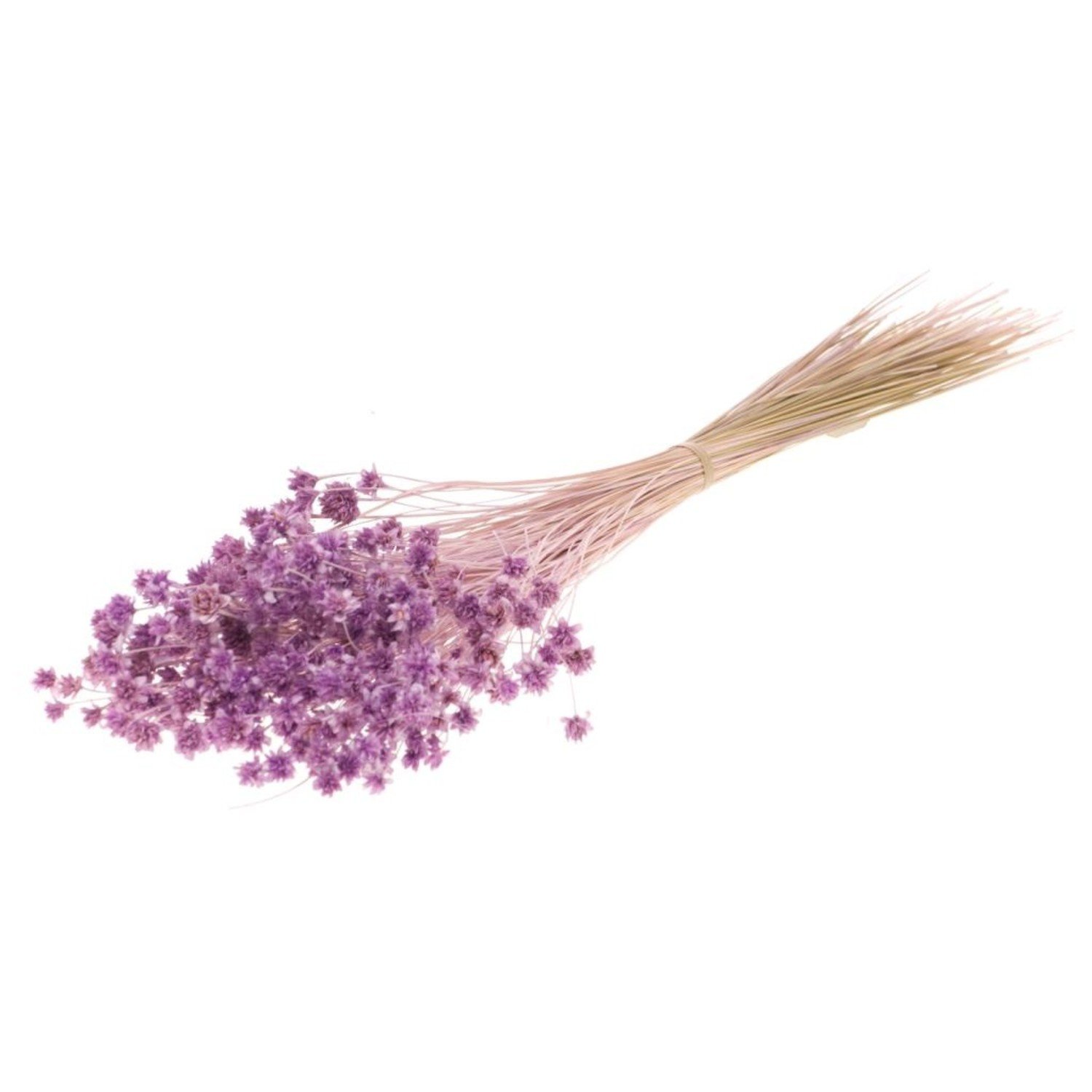Hill flor lila brumoso flores secas | Longitud ± 45 cm | Por manojo de 100  gramos - Bries aan Zee | Flores secas y ramos de flores