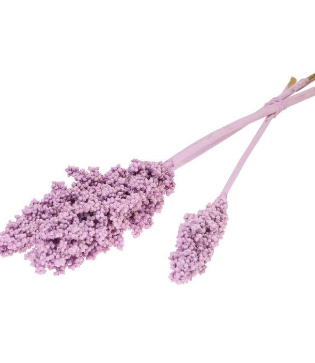Maíz indio lila flores secas brumosas | Longitud ± 50 cm - Bries aan Zee |  Fleurs séchées | Bouquets secs | Décoration