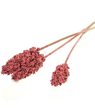 Dried Indian corn 3 pieces forest pink