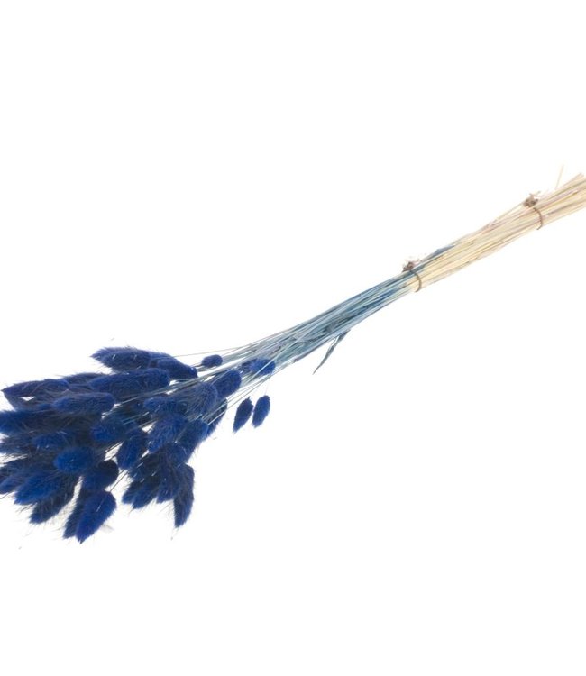 Lagurus ovatus  donker blauw droogbloemen | Lengte ± 70 cm | Per bos verkrijgbaar