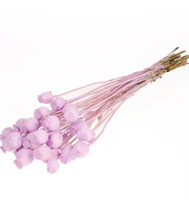 Amapola lila brumoso flores secas | Longitud ± 55 cm - Bries aan Zee |  Flores secas | Ramos secos | Decoración