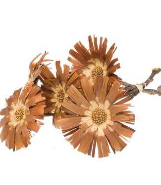Gedroogde Protea (repens) s/cut 5 stuks natuurlijk