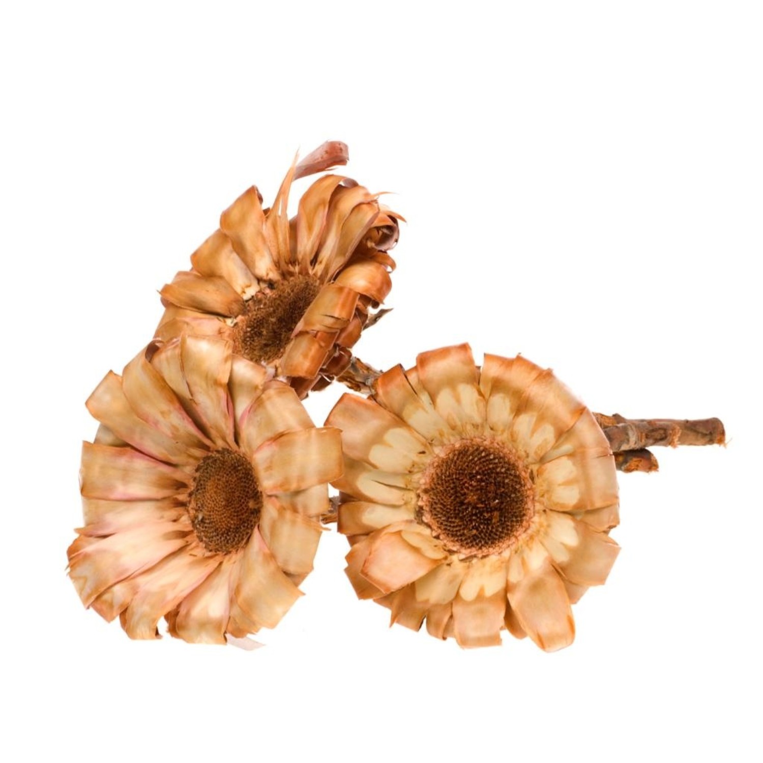 Protea magnifica base flores secas naturales | Longitud ± 40 cm |  Disponible por manojo - Bries aan Zee | Flores secas y ramos de flores