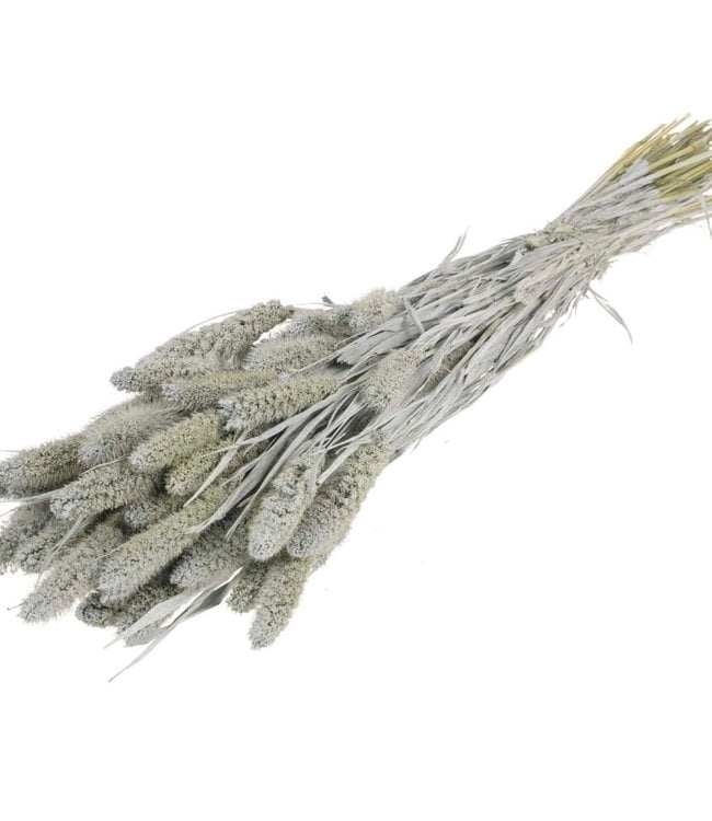 Setarea grijs misty droogbloemen | Lengte ± 70 cm | Per bos verkrijgbaar