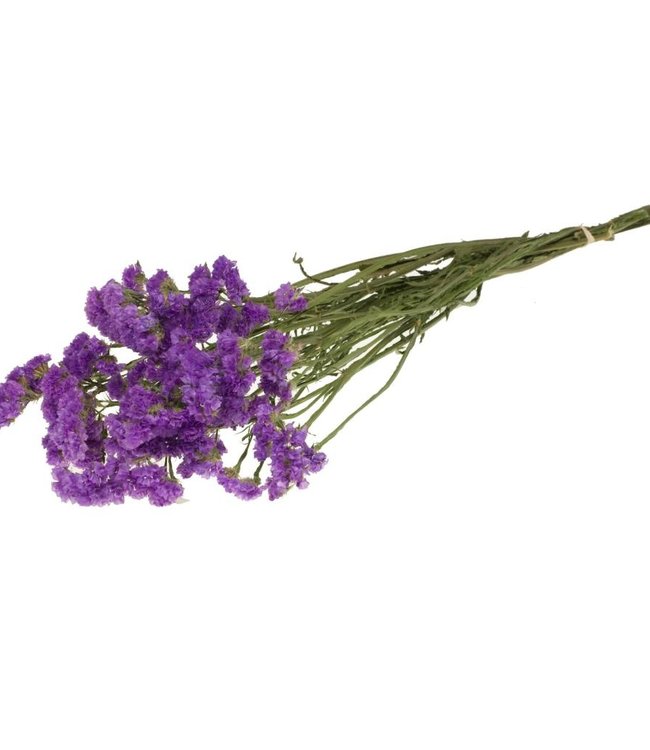 Statice sinuata fleurs séchées lilas foncé naturel | Longueur ± 70 cm |  Disponible par botte - Bries aan Zee | Fleurs séchées | Bouquets secs |  Décoration