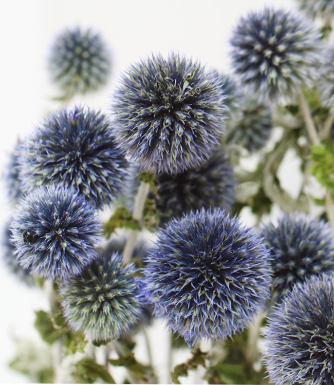 Globe Thistles (Echinops) natural blue | Length ± 60 cm | Available per bunch